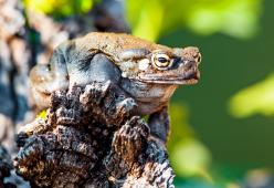 Lo strano avvertimento del parco: “Non leccate il rospo psichedelico”