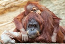 L’Ecuador concede pieni diritti civili agli animali selvatici
