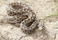 La vipera degli Orsini non è velenosa, ma viene uccisa ugualmente
