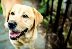 Un cane ha percorso 90 km (e attraversato un fiume) per tornare nella sua vecchia casa