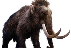 15 milioni di dollari per riportare in vita il mammut
