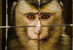Francia: basta vendere cani e gatti nei negozi e stop agli animali nei circhi