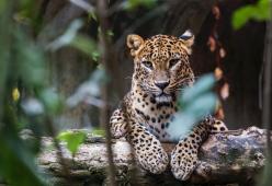 Germania: modella aggredita dal leopardo durante un set fotografico