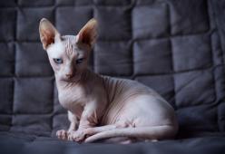 Se i gatti fossero umani sarebbero tutti pazzi da legare
