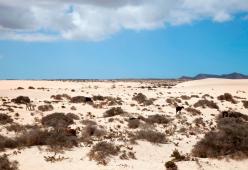 Canarie: stop al sesso tra le dune, dannoso per cespugli e insetti