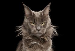Quanto è psyco il tuo gatto? 
