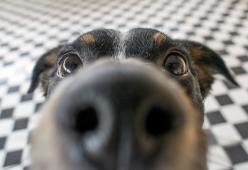 Come mai i cani annusano le parti intime delle persone?