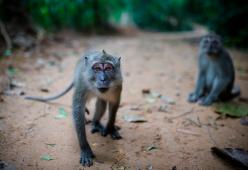 Thailandia, i cittadini chiusi in casa per paura dei macachi inferociti