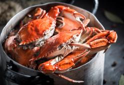 Nel Regno Unito oltre che le aragoste potrebbero vietare di bollire anche calamari e polpi