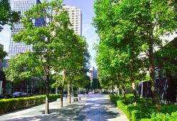 10 motivi per cui bisogna piantare più alberi (anche in città)