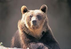 Depositato il ricorso per salvare l’orso M57