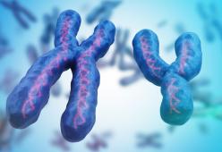 Il cromosoma Y sta scomparendo lentamente: ci estingueremo? 
