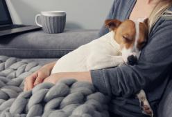 La compagnia elettrica inglese consiglia di scaldarsi con cani e gatti