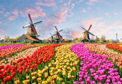 Amsterdam: inizia la stagione dei tulipani