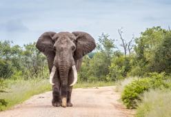 Il pianto straziante dell’elefante preso a bastonate per il festival buddista
