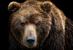 Pordenone: carne d’orso servita al ristorante. "È aberrante" per Michela Brambilla
