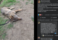 Posta la foto del cane appena ferito ma si tratta di una lupa!