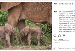 Kenya: nascono due elefanti gemelli in una riserva naturale