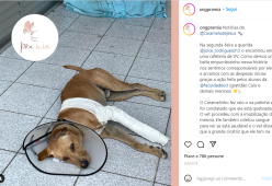Un cane randagio fa irruzione al matrimonio: gli sposi lo adottano