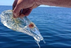 Non abbiate paura della Salpa Fusiformis:  è innocua