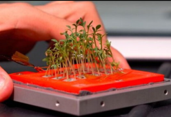 Il primo micro orto spaziale italiano è stato lanciato in orbita