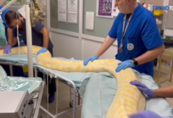 Torino: un Pitone di 5 metri è stato operato per un blocco intestinale