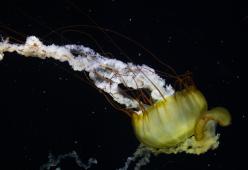 Antartide, avvistata gigantesca “medusa fantasma”