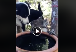 Questo koala è assetato e il cane lo lascia bere dalla sua ciotola [video]