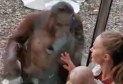 La donna allatta, l'orango (che ha perso il suo cucciolo) la osserva dal vetro: il video commovente
