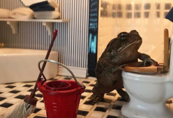 Questo rospo è una star del web... le sue pose divertenti fanno impazzire tutti