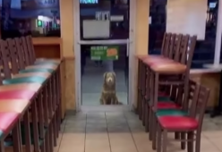 Cane randagio si presenta ogni giorno in una paninoteca, il video virale
