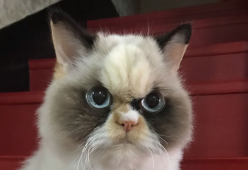 C'è un nuovo nuovo Grumpy Cat e sembra un peluche
