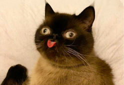 Questo gatto che fa la linguaccia è una vera star del web