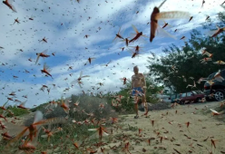 Invasione di cavallette in Sardegna: distruggono pascoli e raccolti
