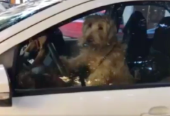Cane stufo di aspettare suona il clacson per chiamare la padrona