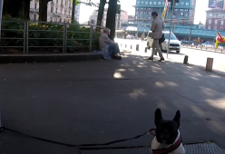 Un cane e un anziano vengono abbandonati per strada: ecco come reagiscono i passanti