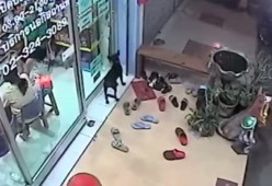 Questo cagnolino si è perso e ha "citofonato" al veterinario per tornare a casa