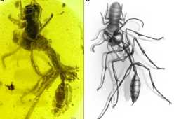 Il fossile della "formica infernale" che divora la preda: ha 99 milioni di anni
