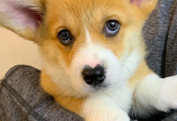 Questo cucciolo col nasino a cuore abbraccia tutti i cani che incontra