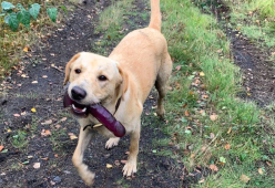 Labrador corre nel parco con un sex toy in bocca (e nessuno riesce a fermarlo)