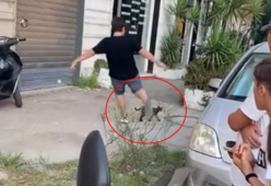 Il ragazzino che ha ucciso un gattino con un calcio è stato identificato e denunciato