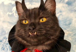 Questo gatto vampiro (che nessuno voleva adottare) spopola sui social
