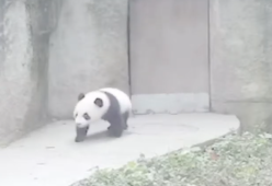 Cucciolo di panda insegue il custode dello zoo per non restare solo