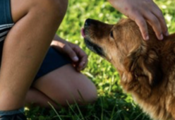 Ritirato lo spot che metteva in competizione i diritti dei bambini con quelli degli animali
