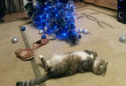 6 animali domestici che hanno distrutto gli addobbi di Natale dei loro padroni