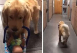Furto di giocattoli destinati alle famiglie bisognose: il ladro è un cane
