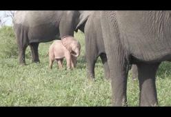 Raro elefantino rosa avvistato in Sudafrica: il video è dolcissimo