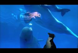 I pinguini incontrano i beluga nell'acquario chiuso per Covid-19: è subito amore
