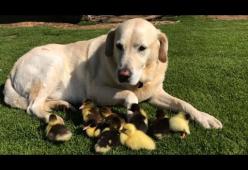 Questo labrador ha adottato 9 anatroccoli abbandonati