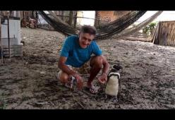 Il pinguino che ogni anno nuota per 8.000 km per tornare dall'uomo che l'ha salvato